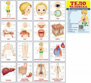 Раздаточные карточки "Тело человека" - fgospostavki.ru - Белогорск