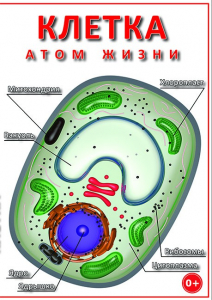 DVD "Клетка - "атом жизни" - fgospostavki.ru - Белогорск