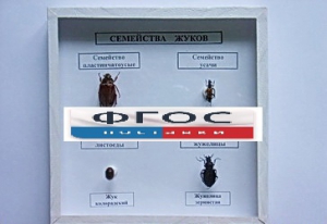 Коллекция "Семейство жуков" - fgospostavki.ru - Белогорск
