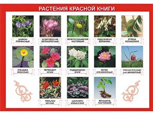 Таблица демонстрационная "Растения Красной книги" (винил 100*140) - fgospostavki.ru - Белогорск