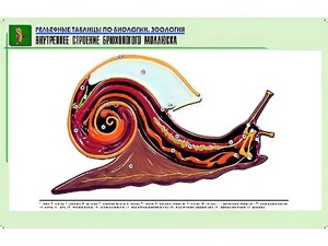 Рельефная таблица "Внутреннее строение брюхоногого моллюска" (формат А1, матовое ламинирование) - fgospostavki.ru - Белогорск