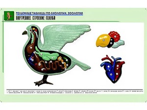 Рельефная таблица "Внутреннее строение голубя" (формат А1, матовое ламинирование) - fgospostavki.ru - Белогорск