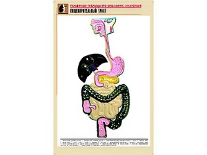 Рельефная таблица "Пищеварительный тракт" (формат А1, матовое ламинирование) - fgospostavki.ru - Белогорск