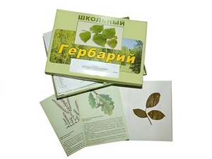 Гербарий "Дикорастущие растения" (30 видов, с иллюстрациями) - fgospostavki.ru - Белогорск