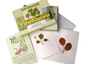 Гербарий "Систематика растений. Семейство Розоцветные" (раздаточный) - fgospostavki.ru - Белогорск