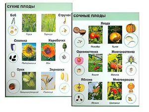 Коллекция "Семена и плоды" - fgospostavki.ru - Белогорск