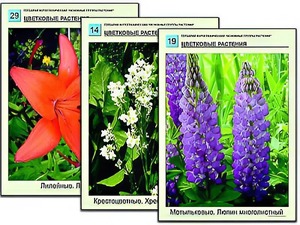 Гербарий фотографический "Основные группы растений" - fgospostavki.ru - Белогорск
