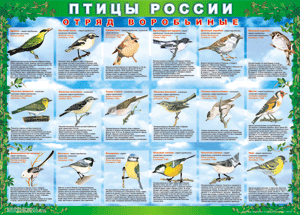 Комплект таблиц "Птицы России (4 листа)" (100х140 сантиметров, винил) - fgospostavki.ru - Белогорск