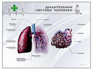 Стенд "Дыхательная система человека" - fgospostavki.ru - Белогорск