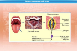Интерактивные курсы. Биология 10 класс. Базовый. - fgospostavki.ru - Белогорск