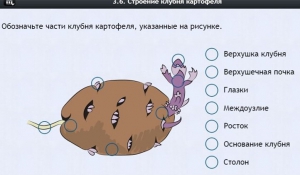 Интерактивные курсы. Биология 6 класс. Расширенный - fgospostavki.ru - Белогорск