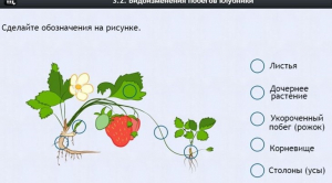 Интерактивные курсы. Биология 7 класс. Расширенный. - fgospostavki.ru - Белогорск