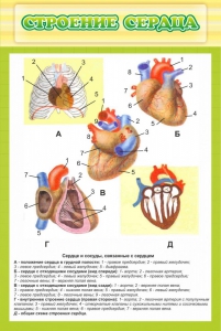 Стенд "Строение сердца" - fgospostavki.ru - Белогорск