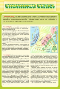 Стенд "Биосинтез белка" - fgospostavki.ru - Белогорск