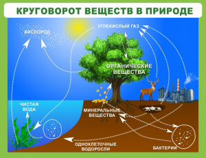 Стенд "Круговорот веществ" - fgospostavki.ru - Белогорск
