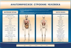 Электрифицированный стенд-тренажер c макетом скелета "Анатомическое строение человека" - fgospostavki.ru - Белогорск