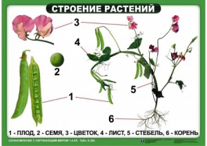 Комплект таблиц "Ознакомление с окружающим миром 1-4 класс" - fgospostavki.ru - Белогорск