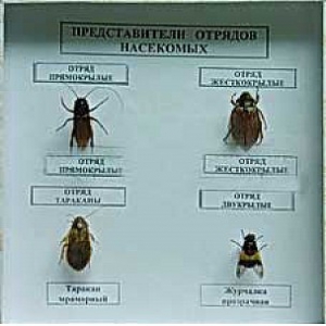 Коллекция энтомологическая "Представители отряда насекомых" - fgospostavki.ru - Белогорск