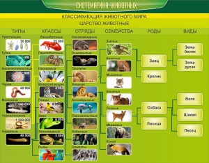 Стенд "Систематика животных" - fgospostavki.ru - Белогорск