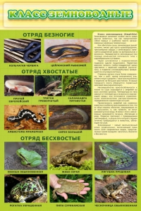 Стенд "Класс земноводные" - fgospostavki.ru - Белогорск