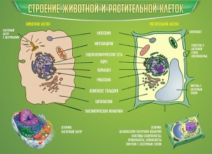 Стенд "Строение животной и растительной клеток" - fgospostavki.ru - Белогорск