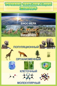 Стенд "Уровни организации живого" - fgospostavki.ru - Белогорск