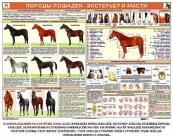 Комплект плакатов "Служебное коневодство" - fgospostavki.ru - Белогорск