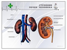 Стенд "Строение почки человека" - fgospostavki.ru - Белогорск