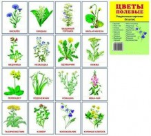 Раздаточные карточки "Цветы полевые" - fgospostavki.ru - Белогорск