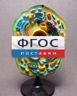 Модель "Клетка растения" - fgospostavki.ru - Белогорск