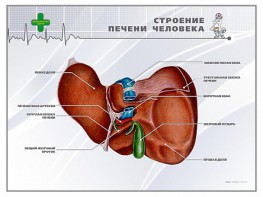 Стенд "Строение печени человека" - fgospostavki.ru - Белогорск