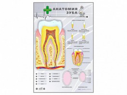 Электрифицированный стенд "Анатомия зуба" - fgospostavki.ru - Белогорск