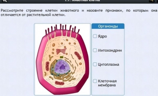 Интерактивные курсы. Биология 8 класс. Базовый - fgospostavki.ru - Белогорск