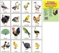 Раздаточные карточки "Птицы домашние и декоративные" - fgospostavki.ru - Белогорск