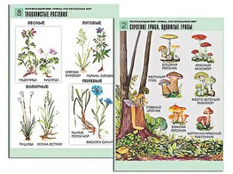 Комплект таблиц "Окружающий мир. Грибы. Растительный мир" (12 таблиц, А1, ламинированные) - fgospostavki.ru - Белогорск