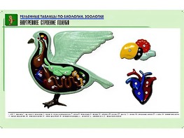 Рельефная таблица "Внутреннее строение голубя" (формат А1, матовое ламинирование) - fgospostavki.ru - Белогорск