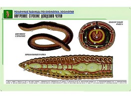Рельефная таблица "Внутреннее строение дождевого червя" (формат А1, матовое ламинирование) - fgospostavki.ru - Белогорск