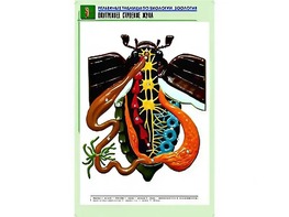 Рельефная таблица "Внутреннее строение жука" (формат А1, матовое ламинирование) - fgospostavki.ru - Белогорск