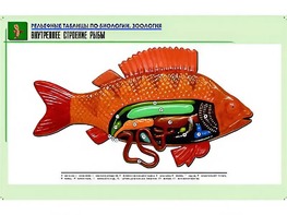 Рельефная таблица "Внутреннее строение рыбы" (формат А1, матовое ламинирование) - fgospostavki.ru - Белогорск