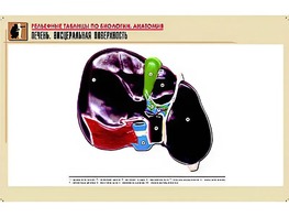 Рельефная таблица "Печень. Висцеральная поверхность" (формат А1, матовое ламинирование) - fgospostavki.ru - Белогорск