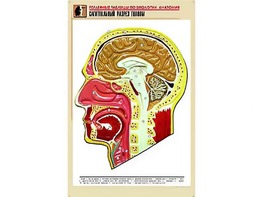 Рельефная таблица "Сагиттальный разрез головы" (формат А1, матовое ламинирование) - fgospostavki.ru - Белогорск