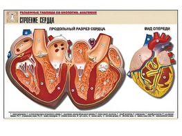 Рельефная таблица "Строение сердца" (формат А1, матовое ламинирование) - fgospostavki.ru - Белогорск