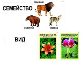 Модель-аппликация "Классификация растений и животных" (ламинированная) - fgospostavki.ru - Белогорск