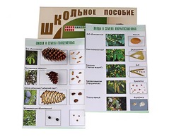 Коллекция "Шишки, плоды, семена деревьев и кустарников" - fgospostavki.ru - Белогорск