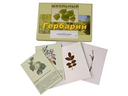 Гербарий "Деревья и кустарники" (22 вида, с иллюстрациями) - fgospostavki.ru - Белогорск