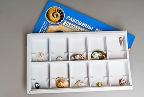 Коллекция "Раковины моллюсков" - fgospostavki.ru - Белогорск
