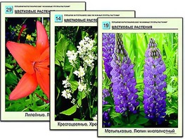 Гербарий фотографический "Основные группы растений" - fgospostavki.ru - Белогорск