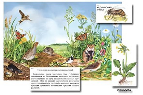 Магнитный плакат-аппликация "Луг: биоразнообразие и взаимосвязи в сообществе" - fgospostavki.ru - Белогорск