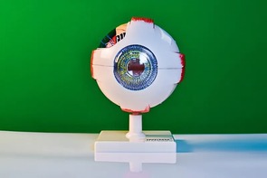 Модель глаза - fgospostavki.ru - Белогорск