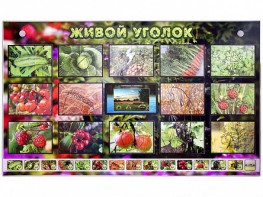 Комплект оборудования "Живой уголок" (растения) с тифлопереводом и сурдокомментариями - fgospostavki.ru - Белогорск